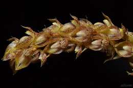 Bulbophyllum morphologorum Kraenzl. resmi