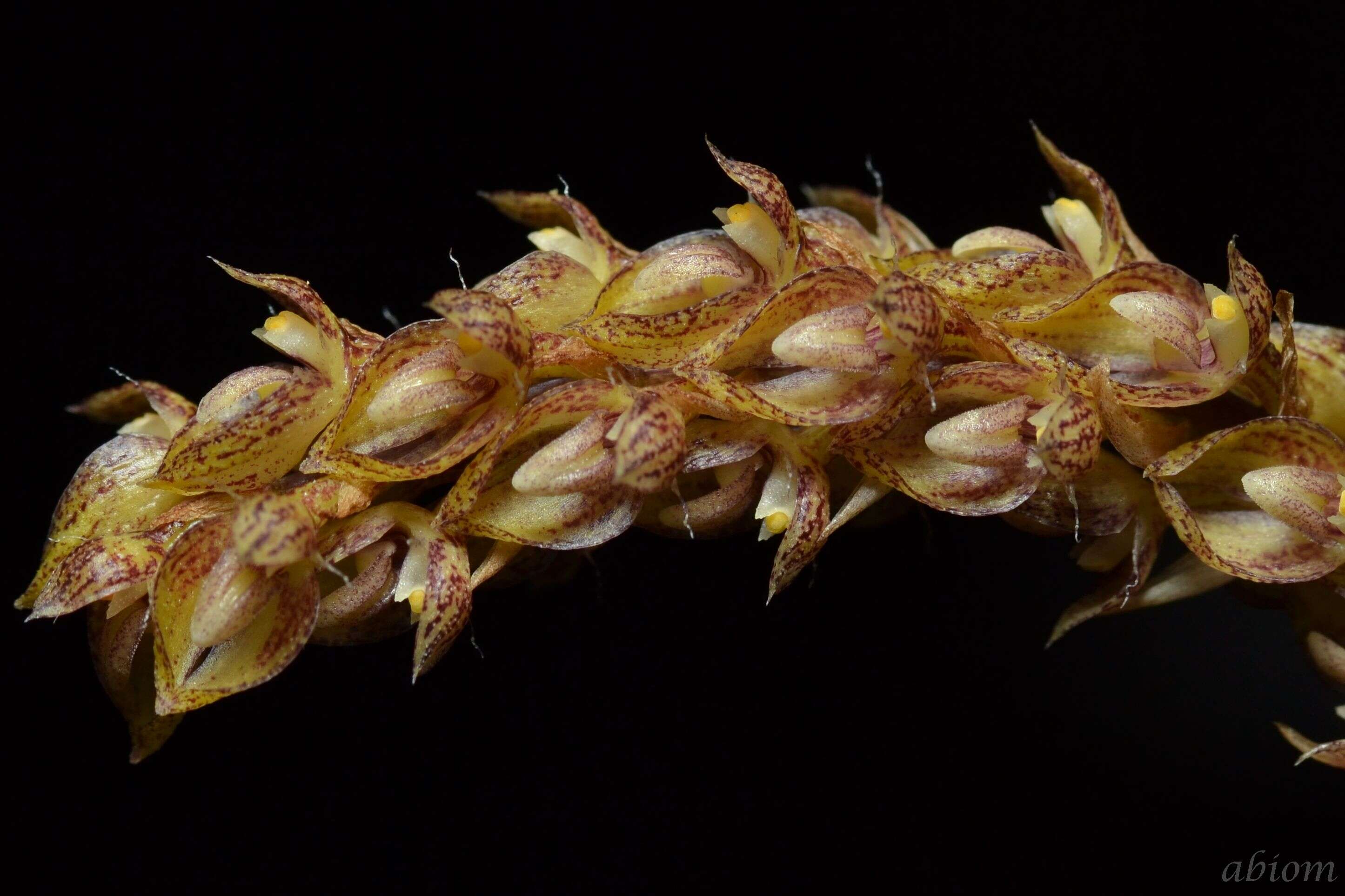 Image of Bulbophyllum morphologorum Kraenzl.