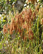 Imagem de Scirpus cyperinus (L.) Kunth