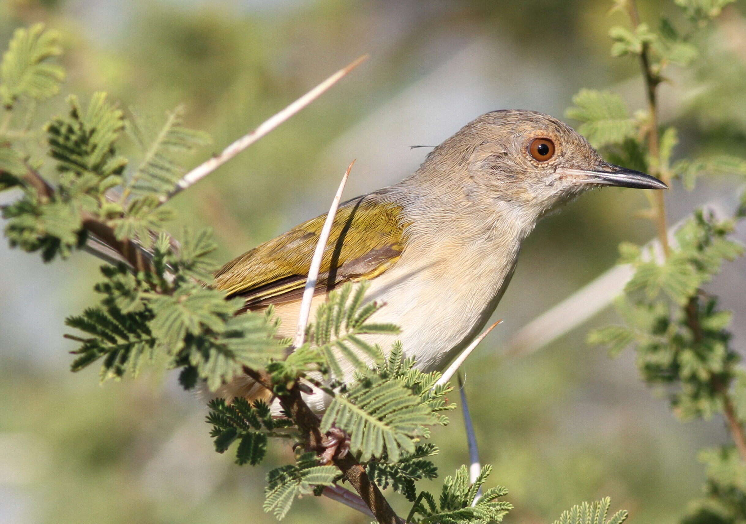 Image of Camaroptera Sundevall 1850