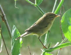 Image of Common Chiffchaff