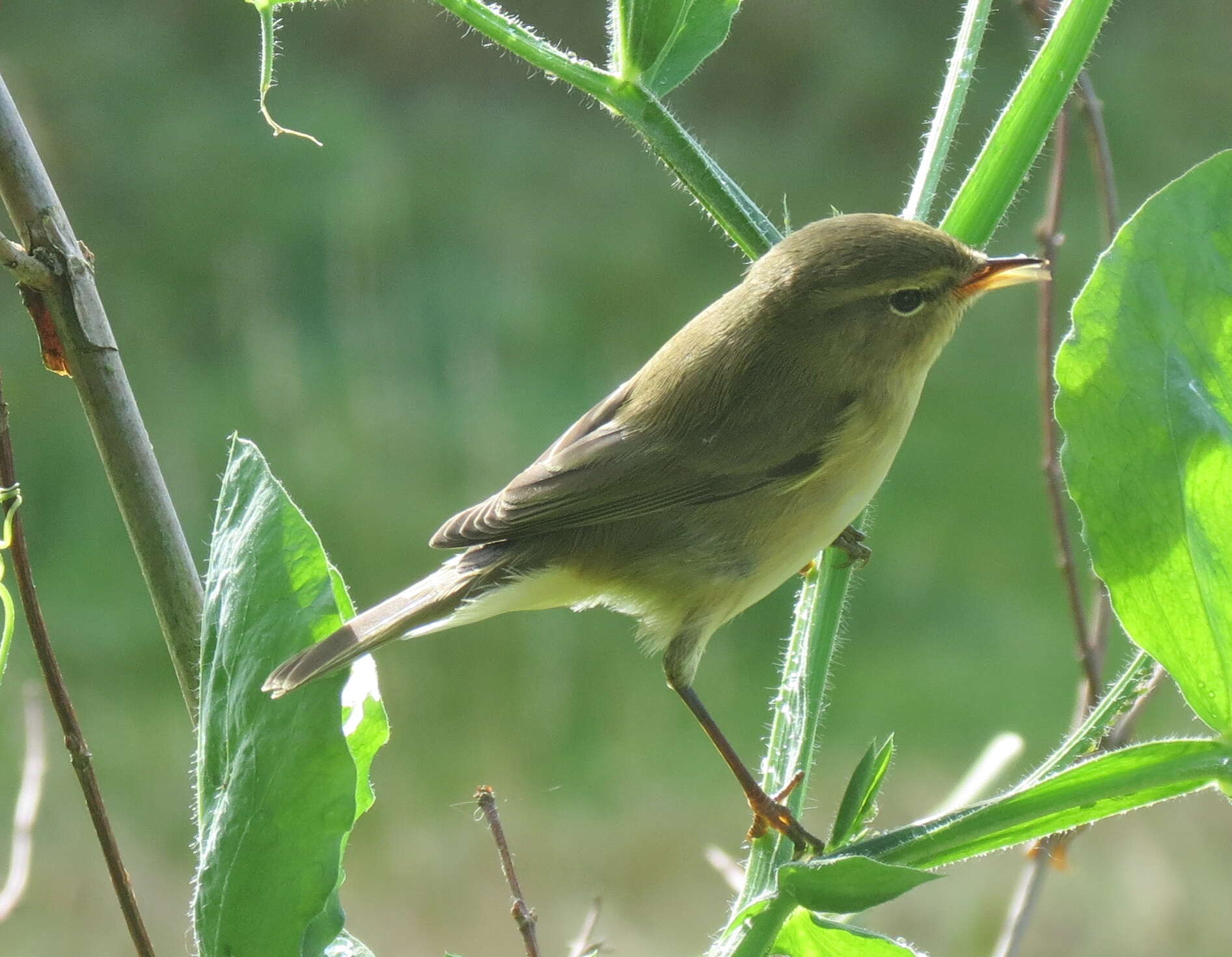 Image of Phylloscopidae