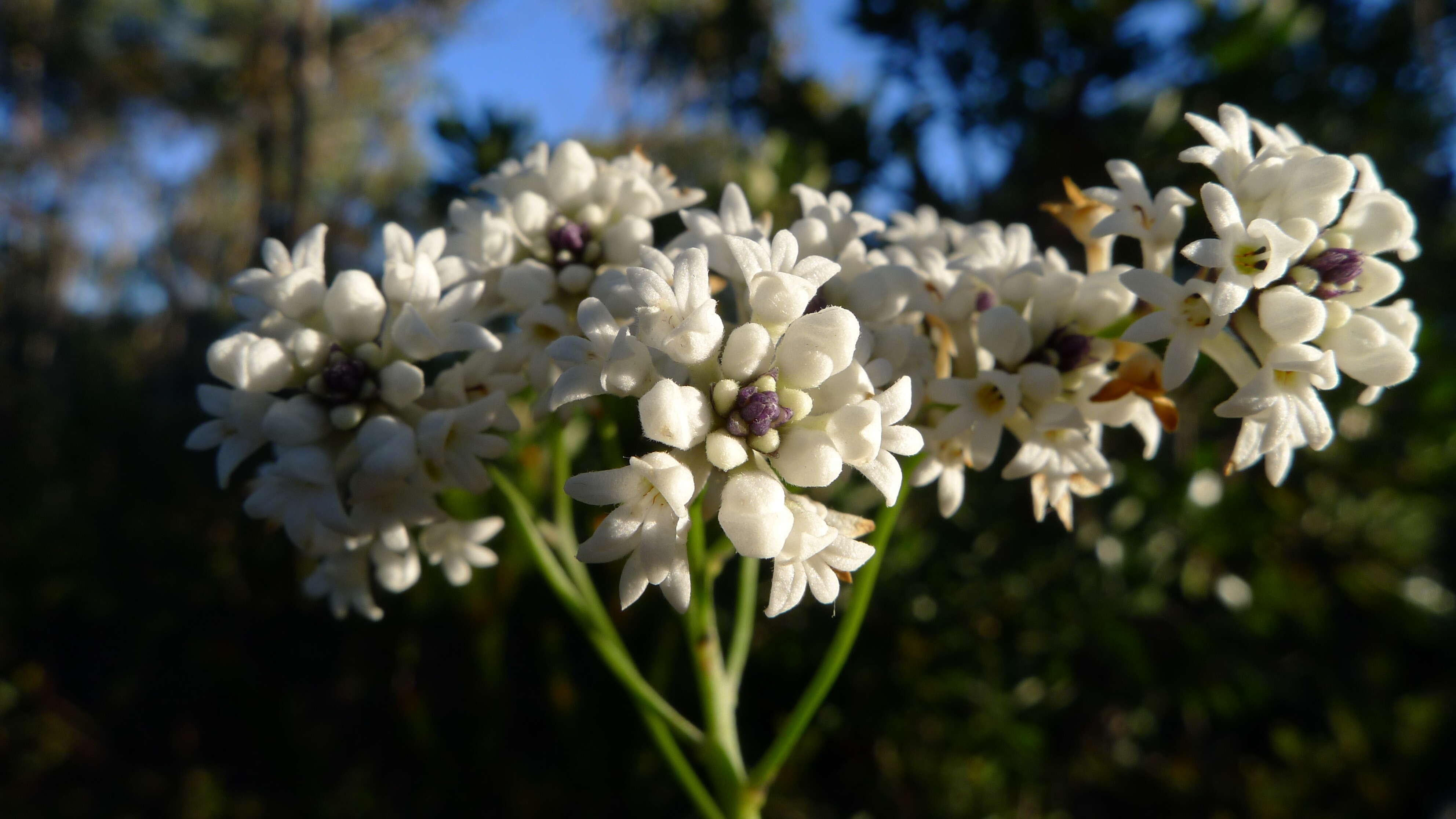 Image of Conospermum longifolium Sm.