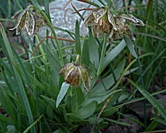 Image of Purdy's fritillary