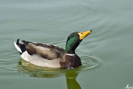 Image de Canard colvert