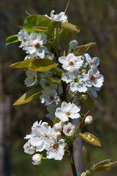 Plancia ëd Pyrus pyrifolia (Burm. fil.) Nakai