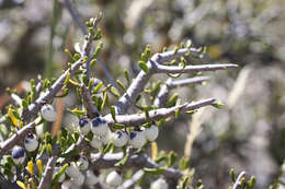 Image of Melicytus alpinus (Kirk) P. J. Garnock-Jones