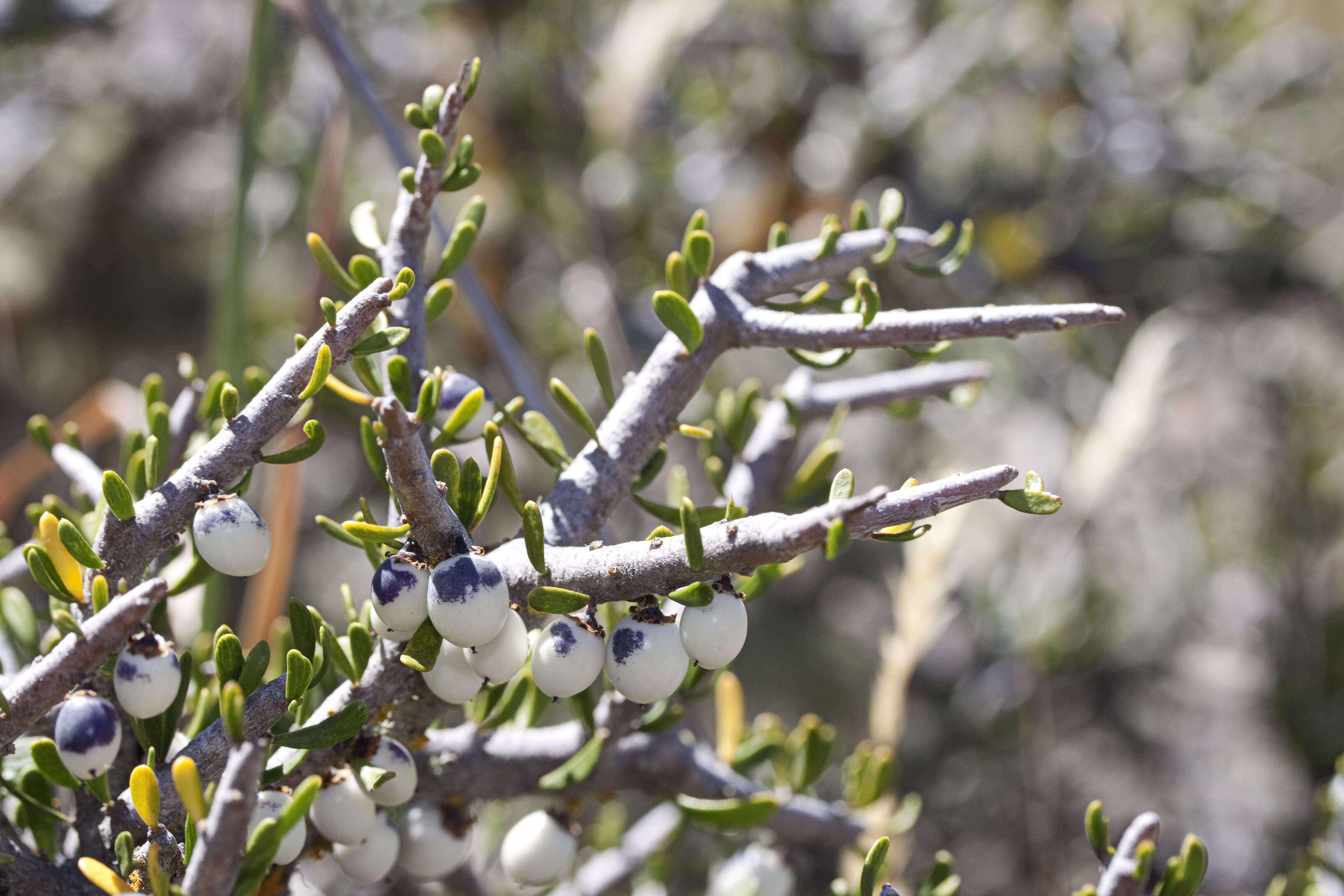 Image of Melicytus alpinus (Kirk) P. J. Garnock-Jones