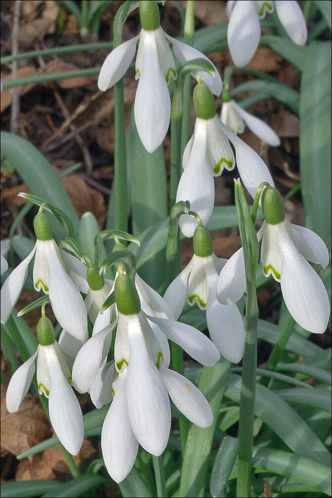 Image of Snowdrop