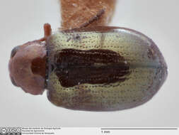 Image of Galerucinae