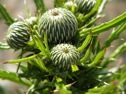 Image of Cirsium nuttallii