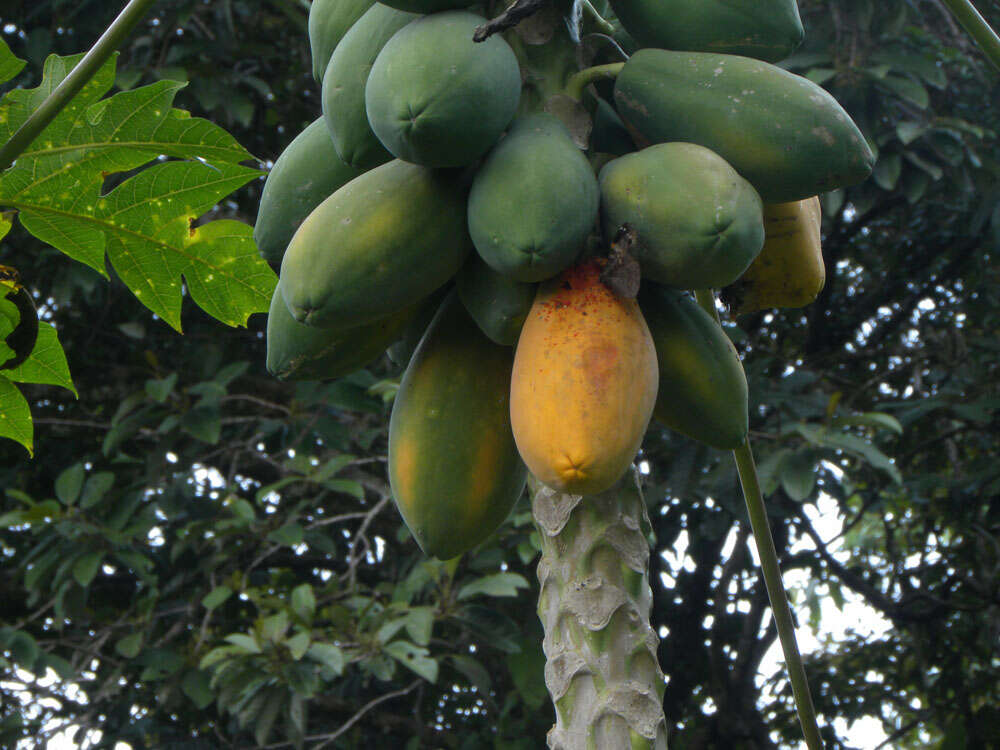 Image of papaya