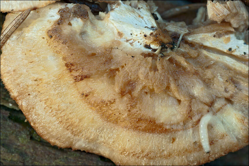 صورة Leptoporus mollis (Pers.) Quél. 1886