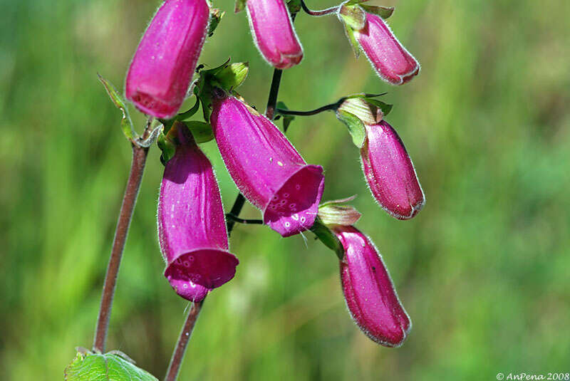 Image of Foxgloves