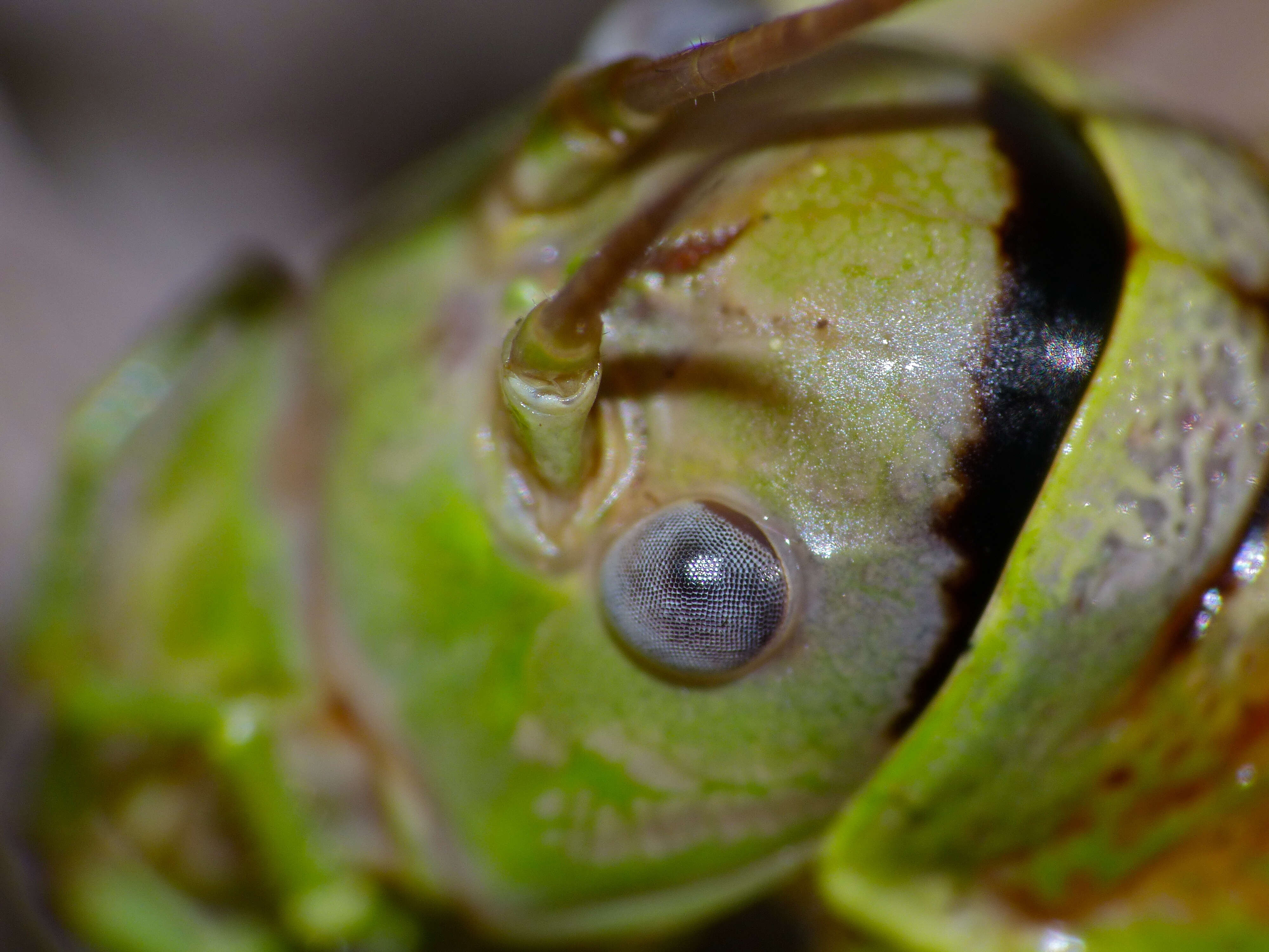 Image of saddle-backed bush-cricket