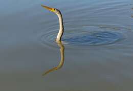 Image of anhingas and darters