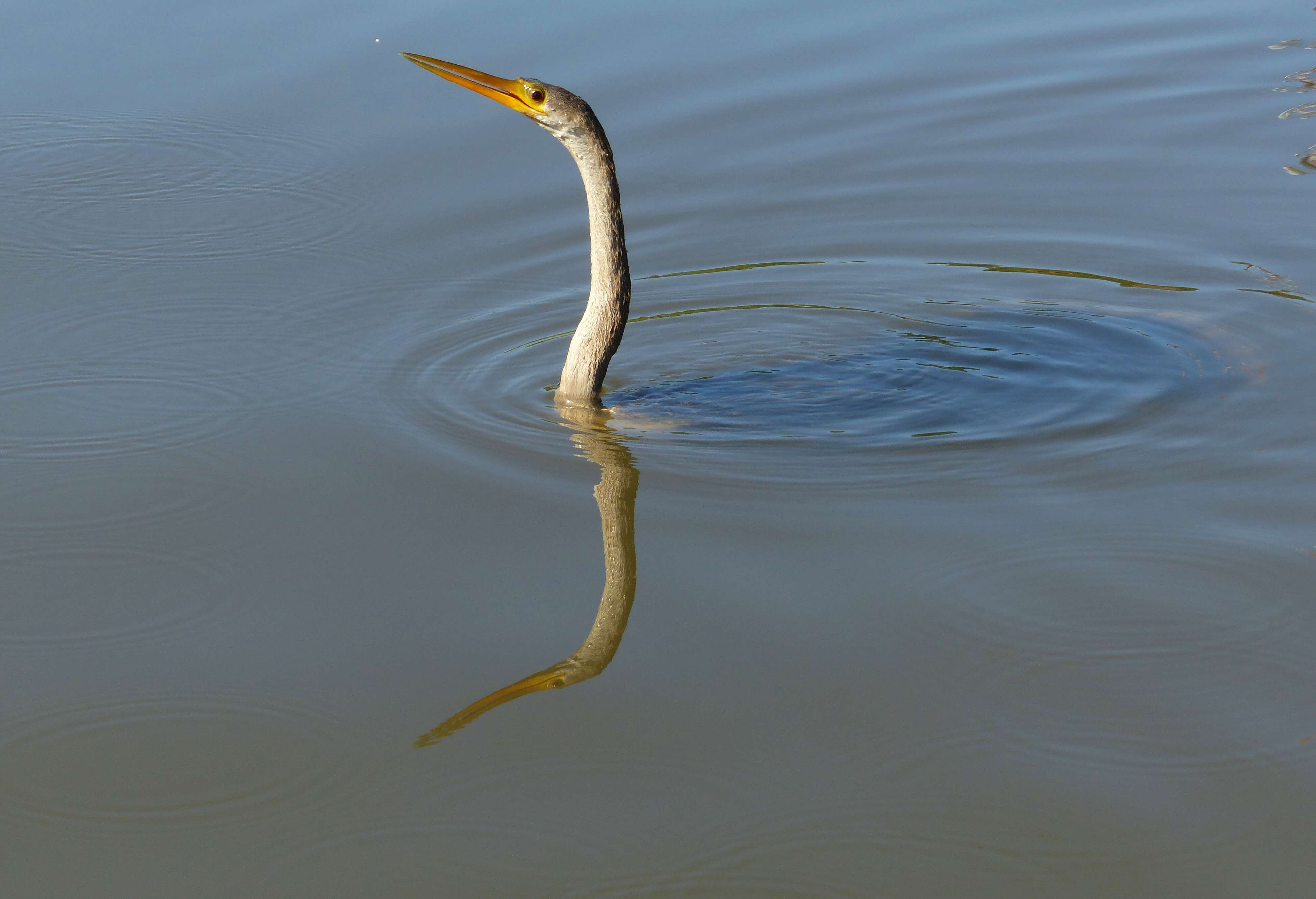 Image of anhingas and darters