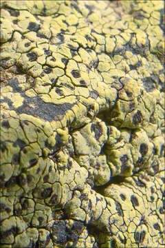 Image of Yellow map lichen;   World map lichen