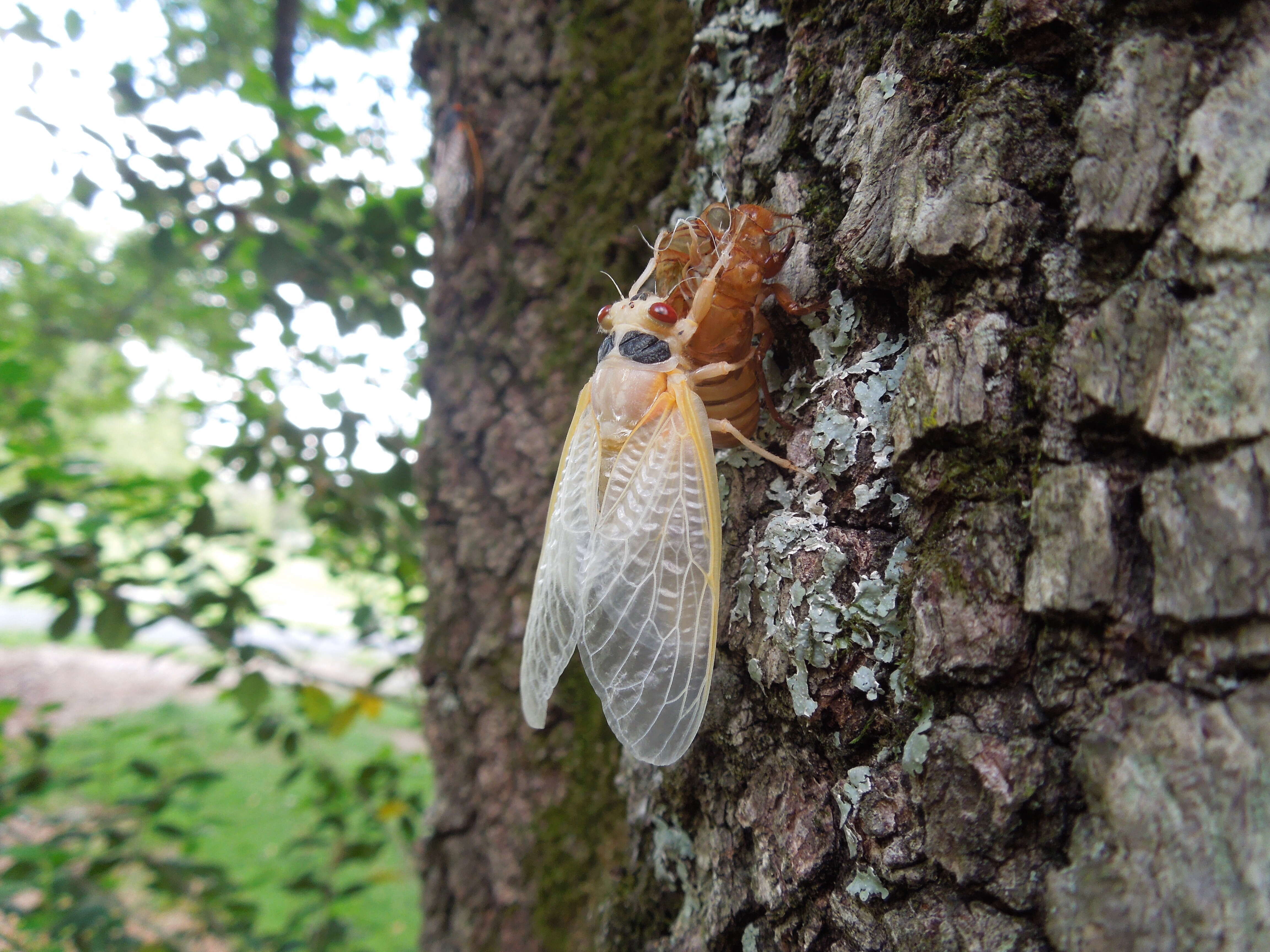 Image of Periodical Cicadas