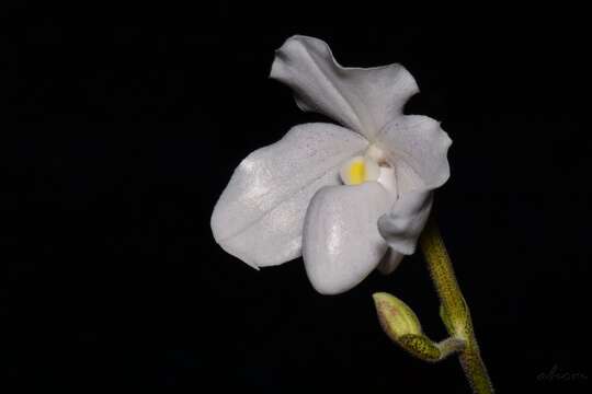 Слика од Paphiopedilum niveum (Rchb. fil.) Stein