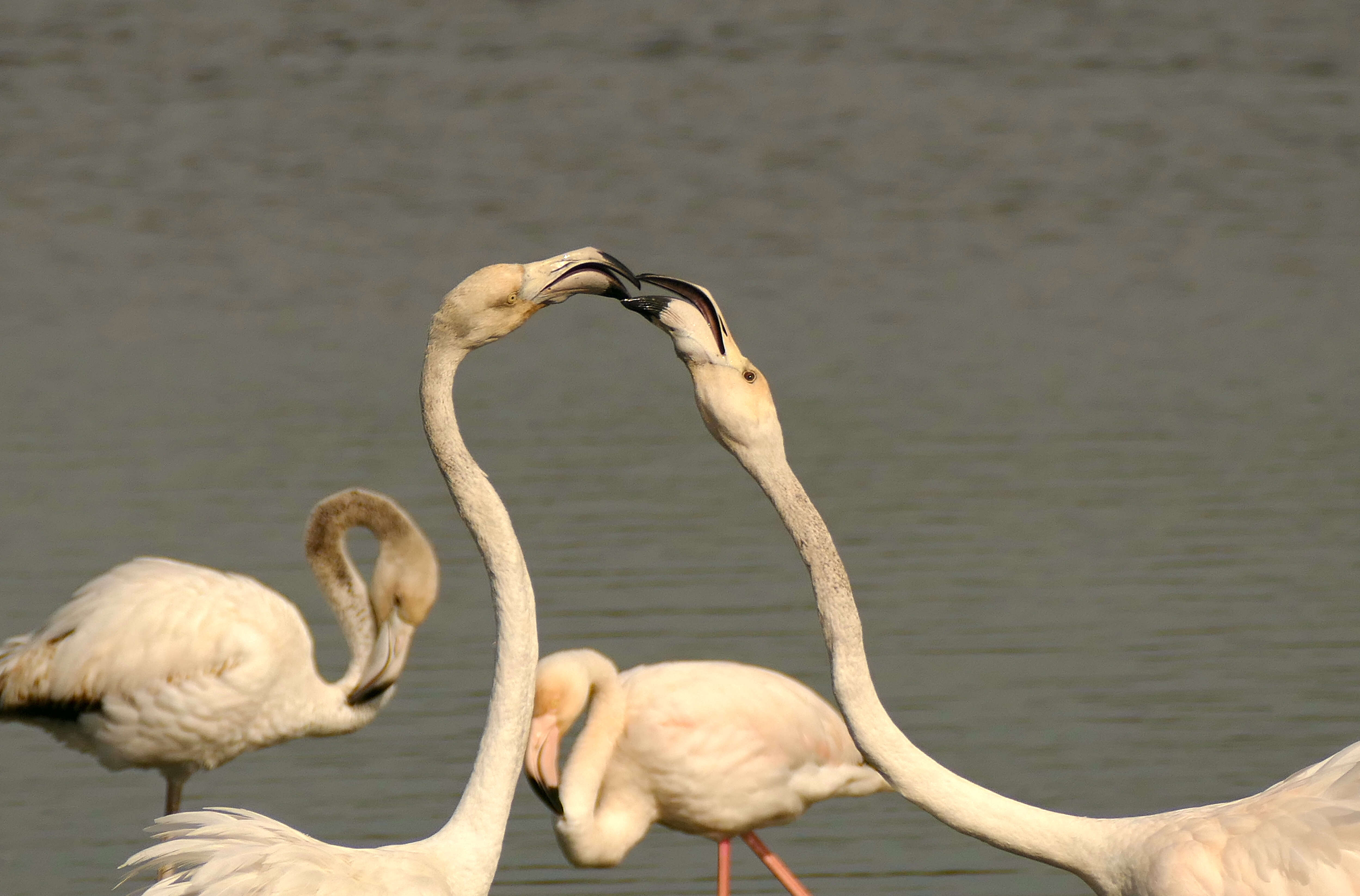 Imagem de Phoenicopterus roseus Pallas 1811