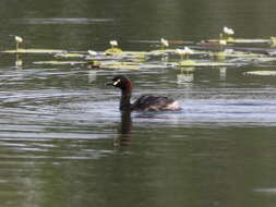 Image of Australasian Grebe