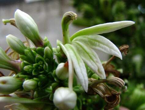 Lobelia boninensis Koidz. resmi