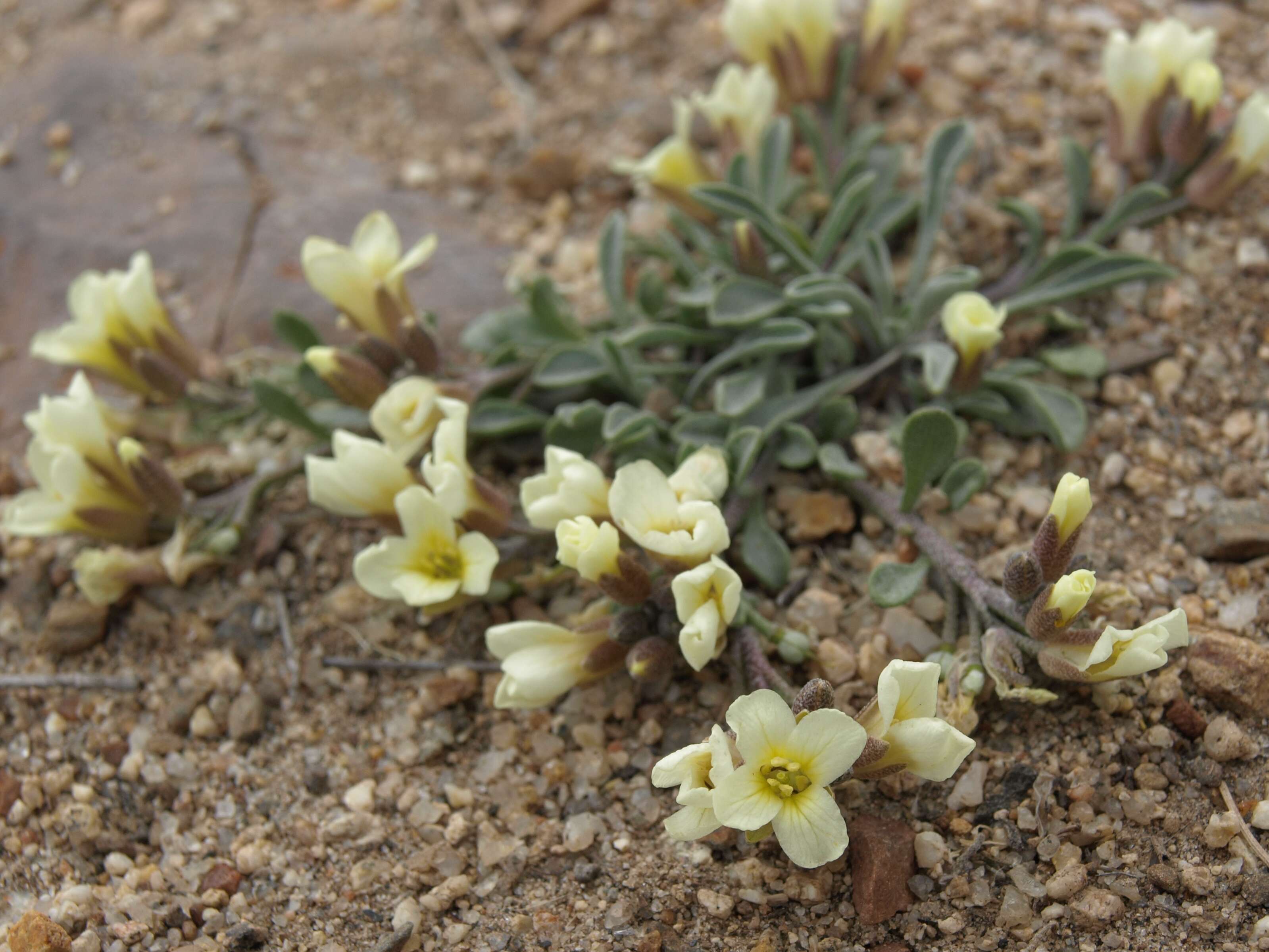 Physaria kingii subsp. kingii的圖片