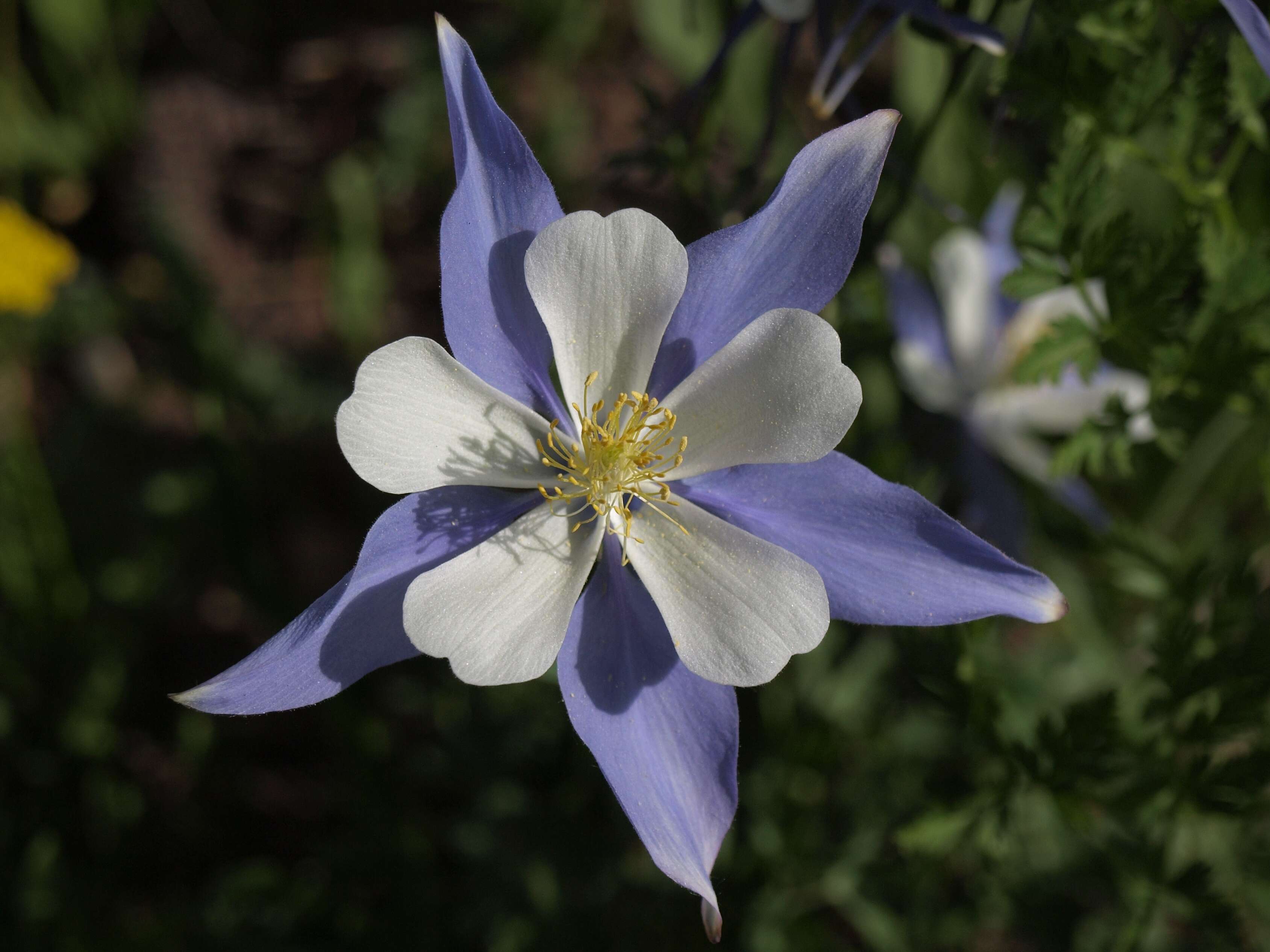 Image of Ranunculaceae