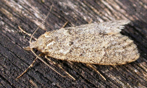 Diurnea fagella Fabricius 1787的圖片