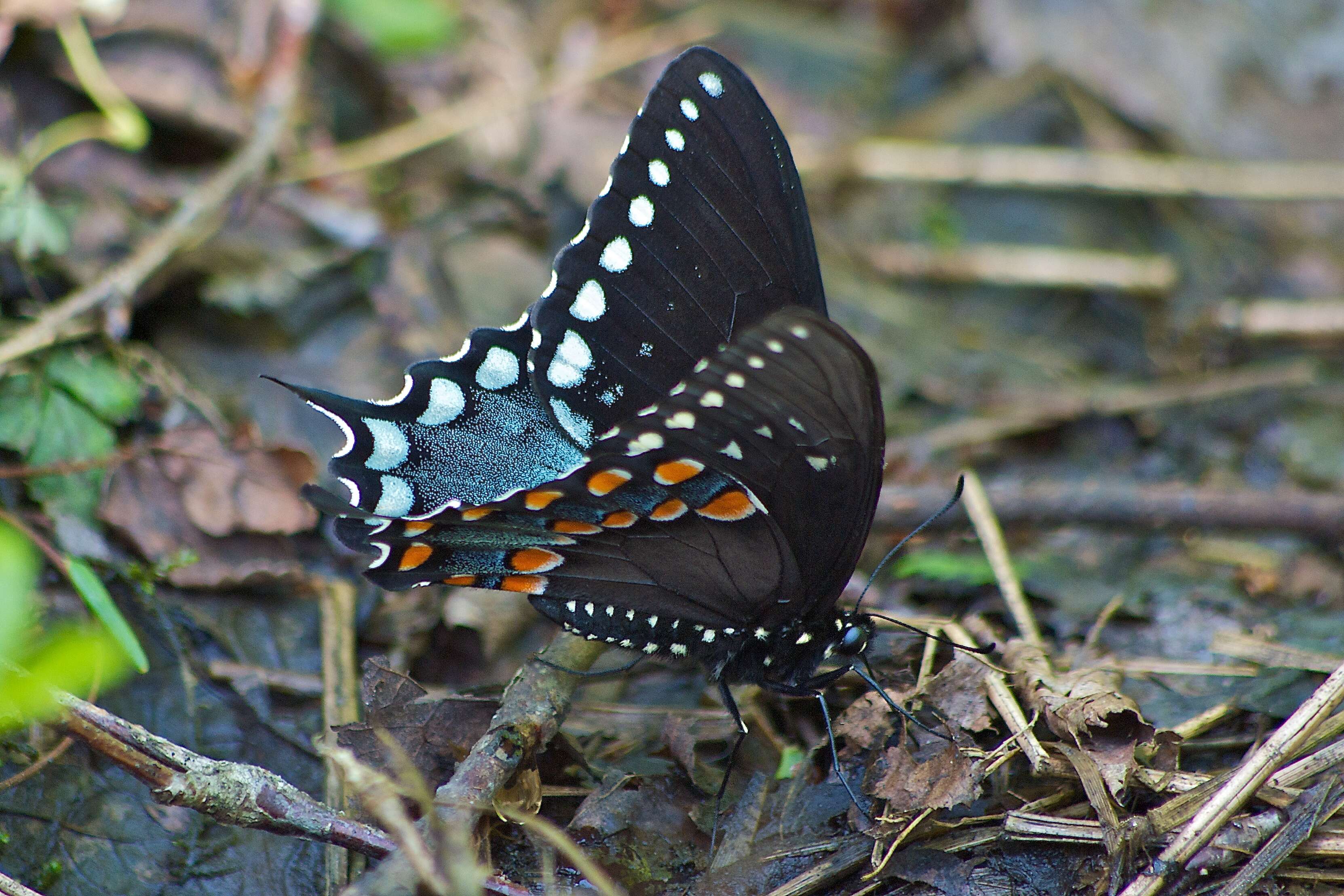 Papilio troilus Linnaeus 1758 resmi