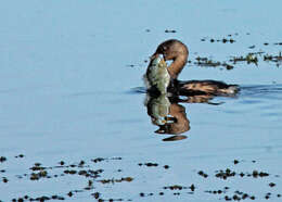 Image of Pied-billed Grebe