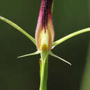Image of Leafless tongue orchid