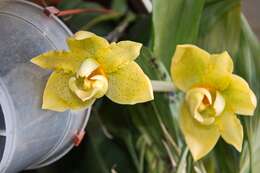 Image of Stanhopea graveolens Lindl.