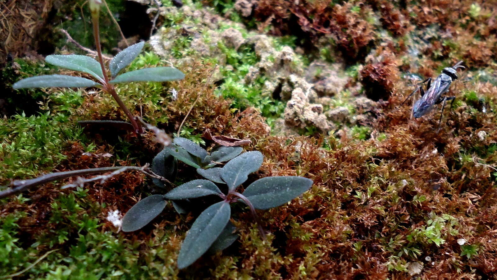 Spigelia genuflexa Popovkin & Struwe的圖片