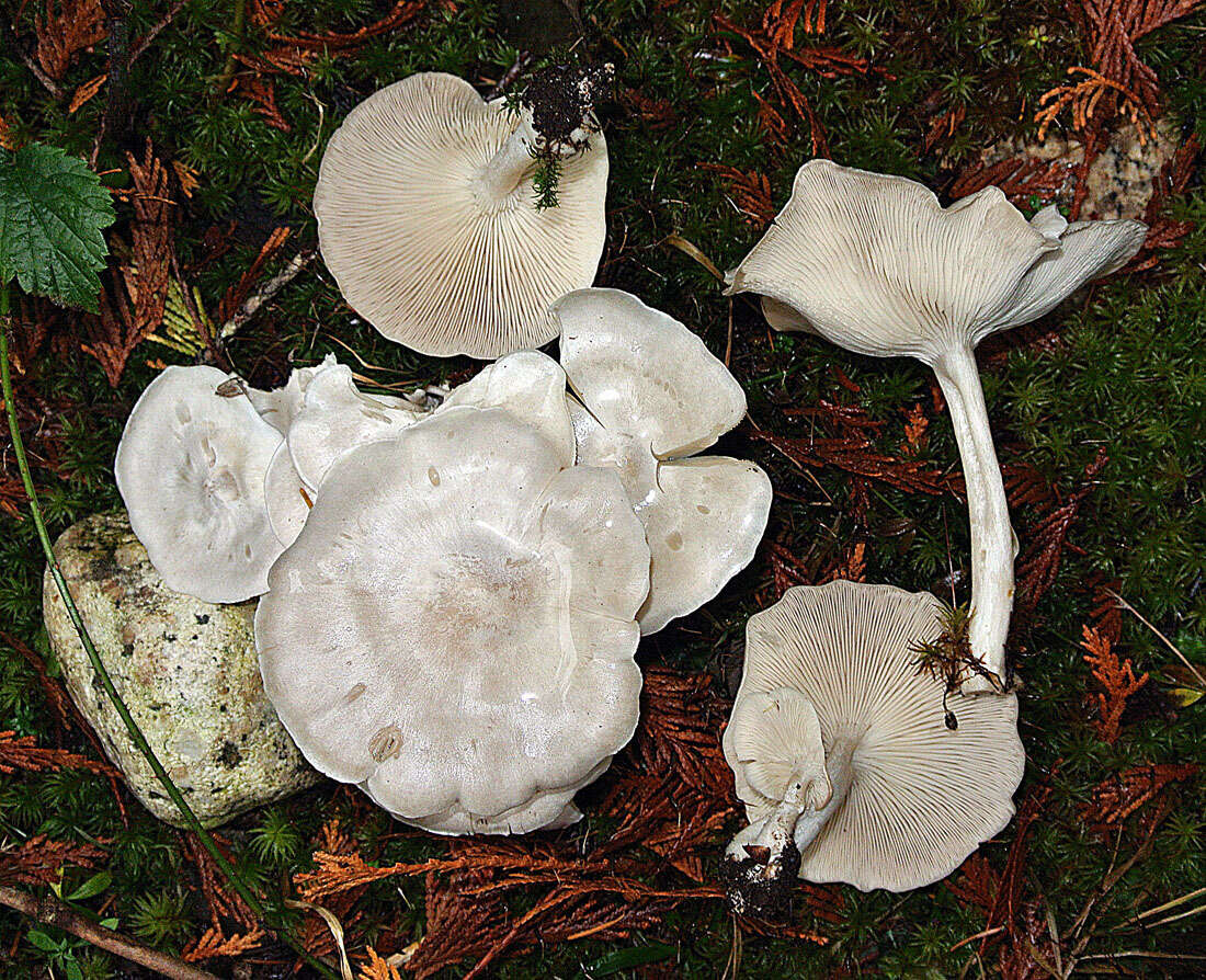 Image of Leucocybe