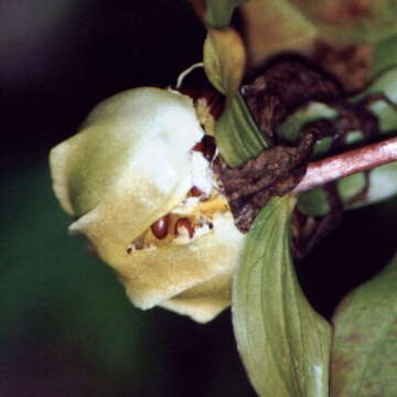 Image of trillium