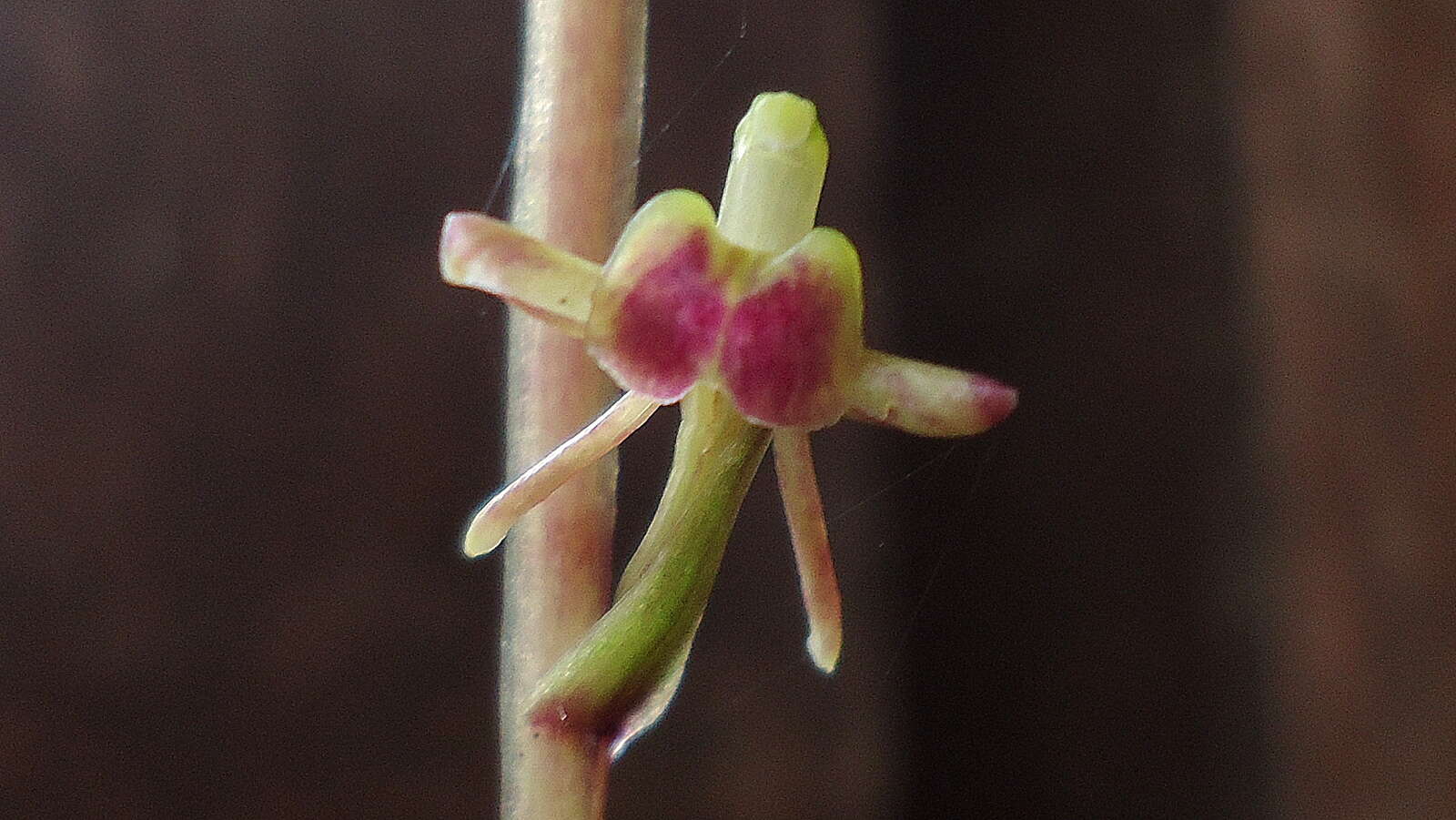 Image of Widelip orchid