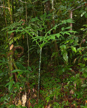 Amorphophallus hewittii Alderw. resmi