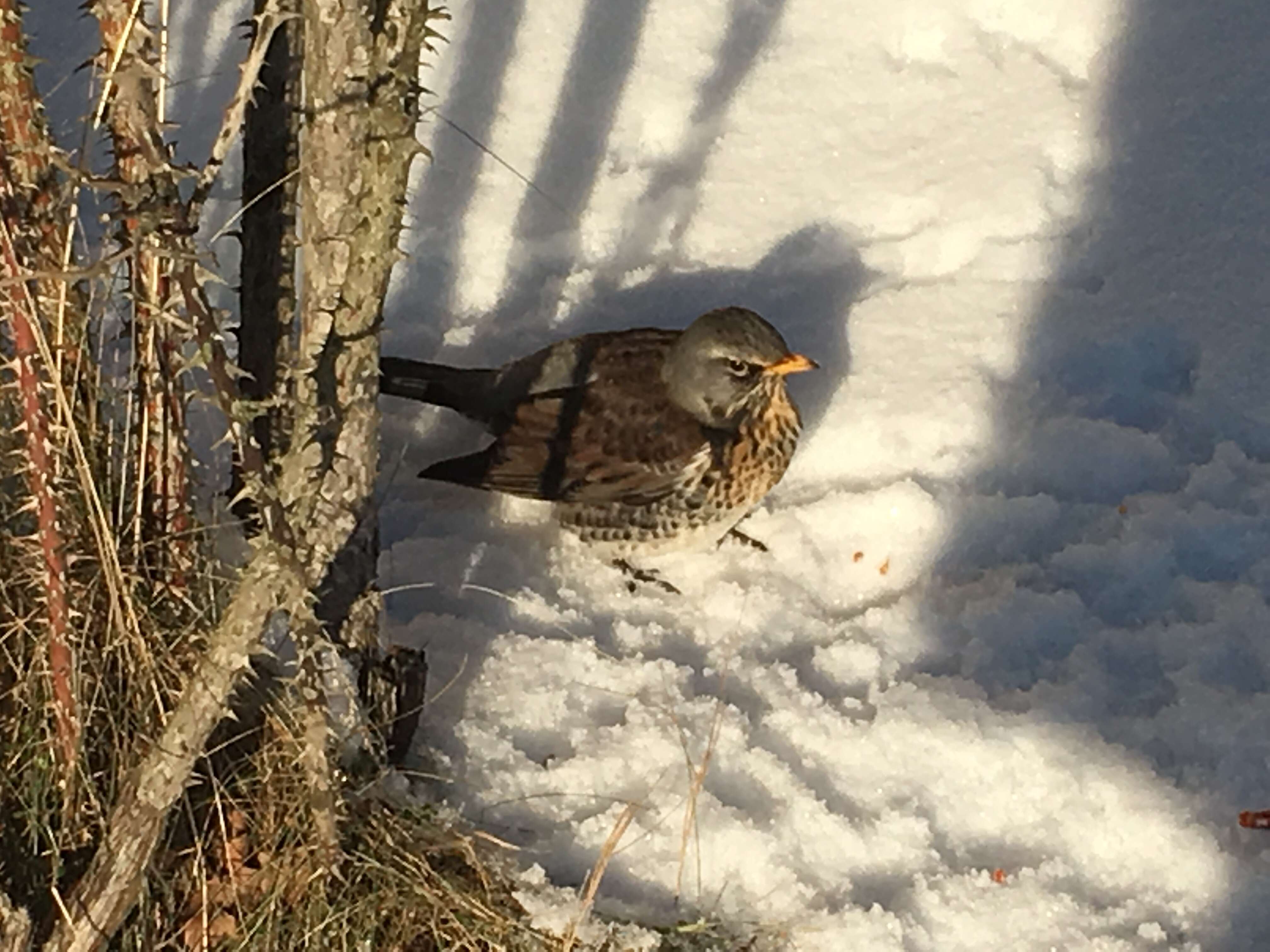 Image of Fieldfare