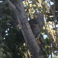 Image of Grey-lined Hawk