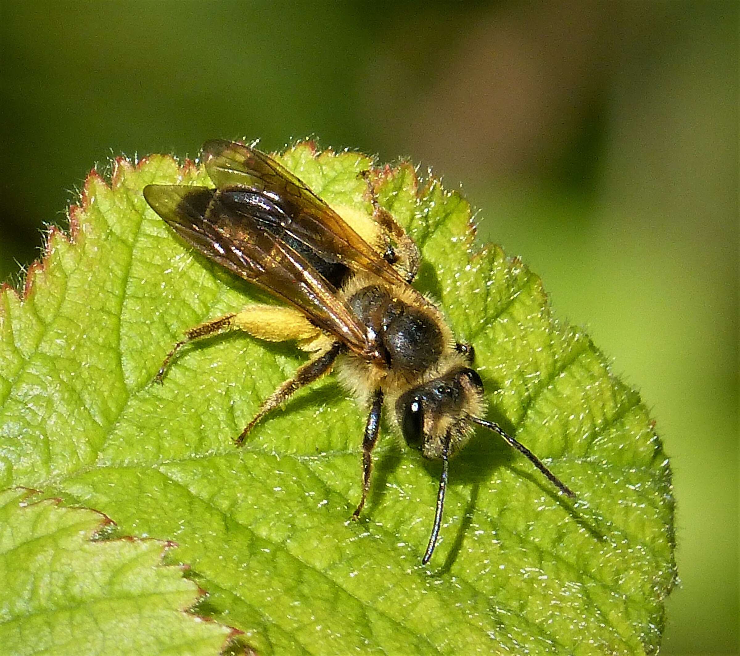 Image of Andrena bucephala Stephens 1846