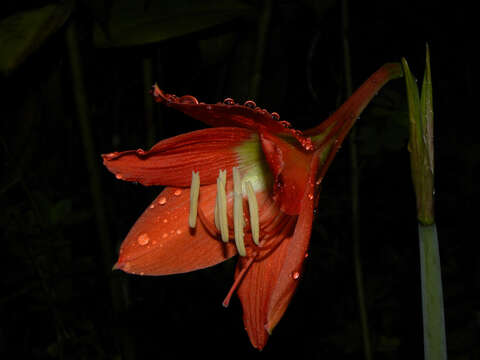 Image de Hippeastrum puniceum (Lam.) Voss