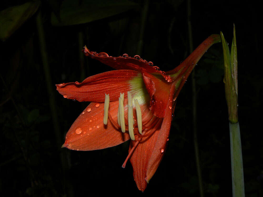 Image of hippeastrum