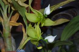 Image of Cycnoches lehmannii Rchb. fil.