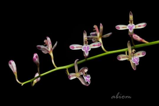 Image of lilyleaf acriopsis