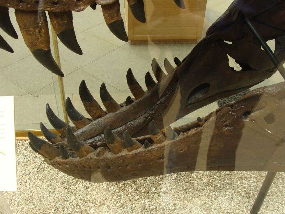 Image of Tyrannosauroidea