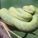 west african bush vipers atheris chlorechis are small to medium-sized  semi-arboreal vemomous reptiles