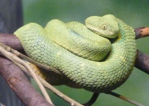 Image of Bush vipers