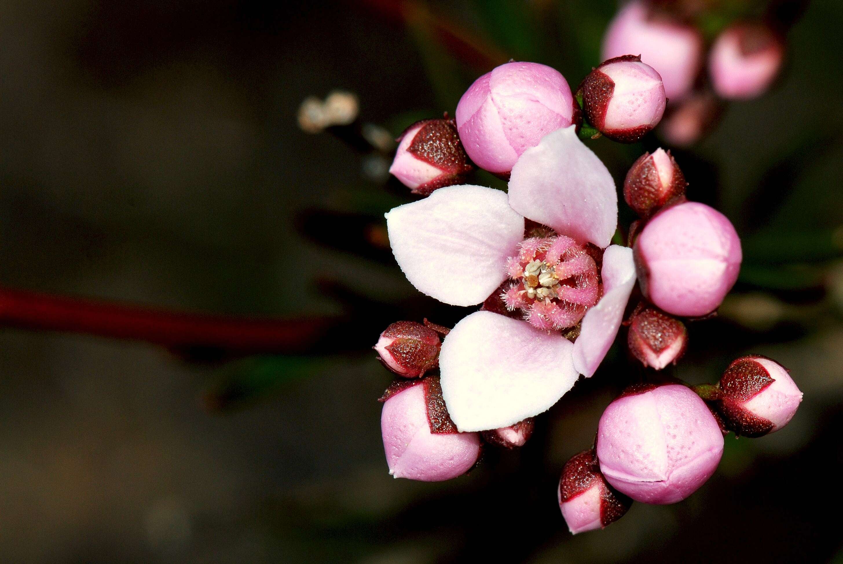 Image of Granite Boronia